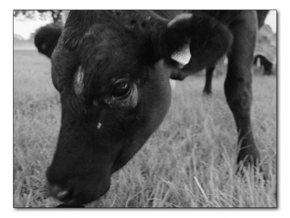 p5311510 copy