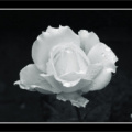 p9300679 copy