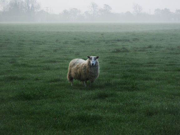 sheep