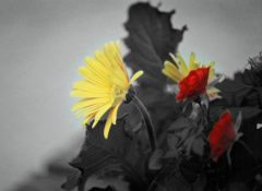 gerbera