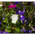 p8140270 copy