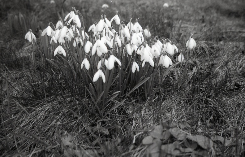 trip35_foma100_005.jpg