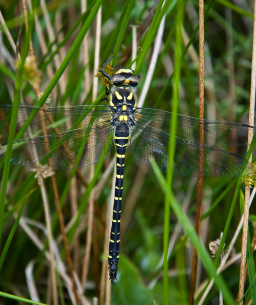 DSC_6369.jpg