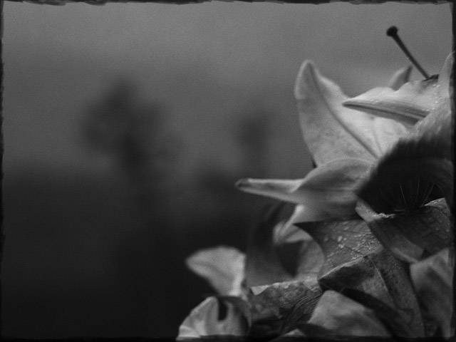 lilies6.jpg
