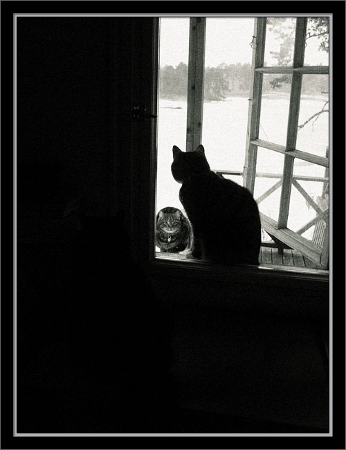 window cats copy
