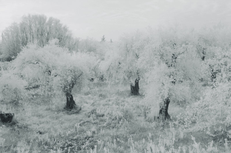 olive grove 800