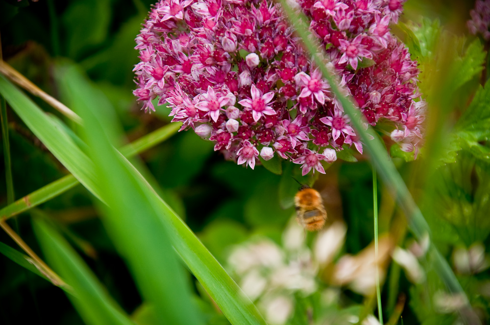 20100814 10 1098 bumble
